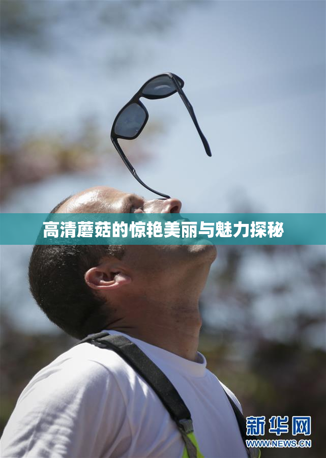 高清蘑菇的惊艳美丽与魅力探秘