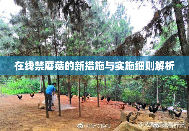 在线禁蘑菇的新措施与实施细则解析