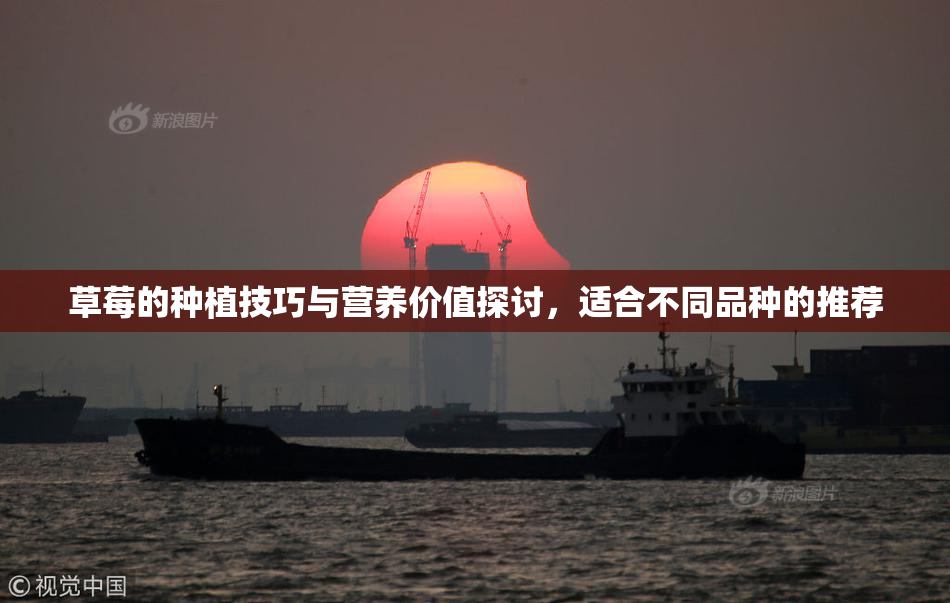 草莓的种植技巧与营养价值探讨，适合不同品种的推荐