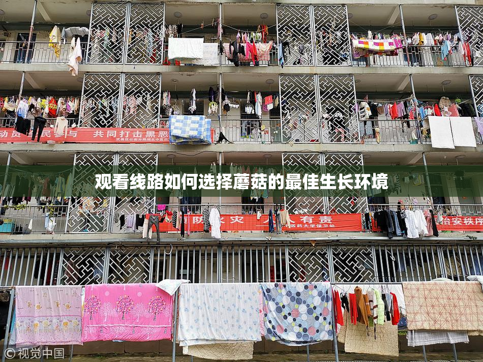 观看线路如何选择蘑菇的最佳生长环境