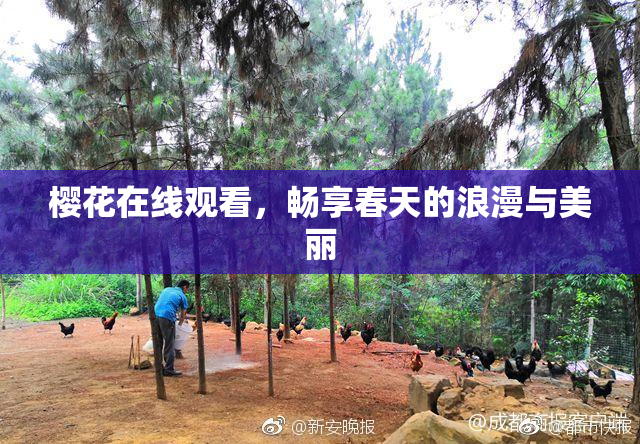 樱花在线观看，畅享春天的浪漫与美丽