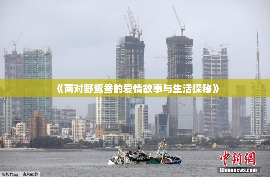 《两对野鸳鸯的爱情故事与生活探秘》