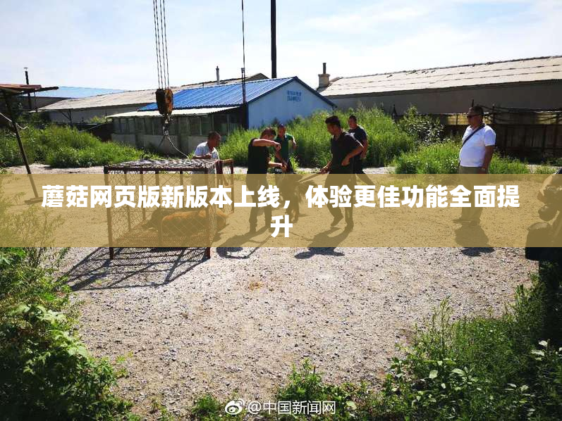 蘑菇网页版新版本上线，体验更佳功能全面提升