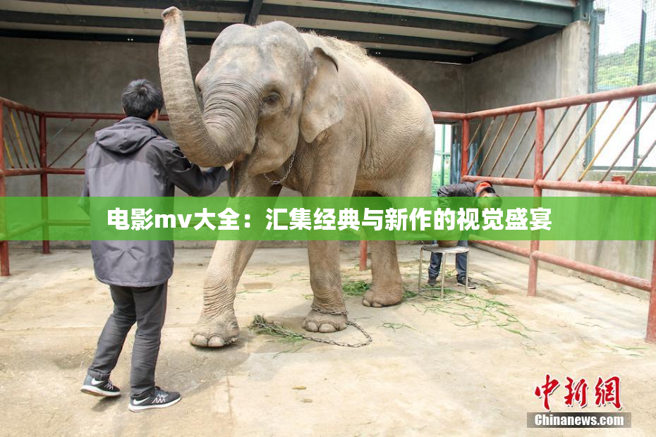 电影mv大全：汇集经典与新作的视觉盛宴