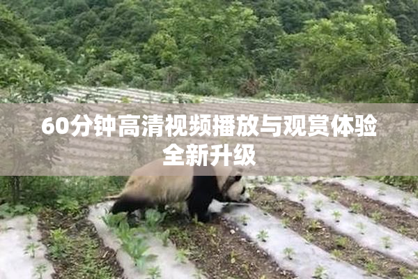 60分钟高清视频播放与观赏体验全新升级