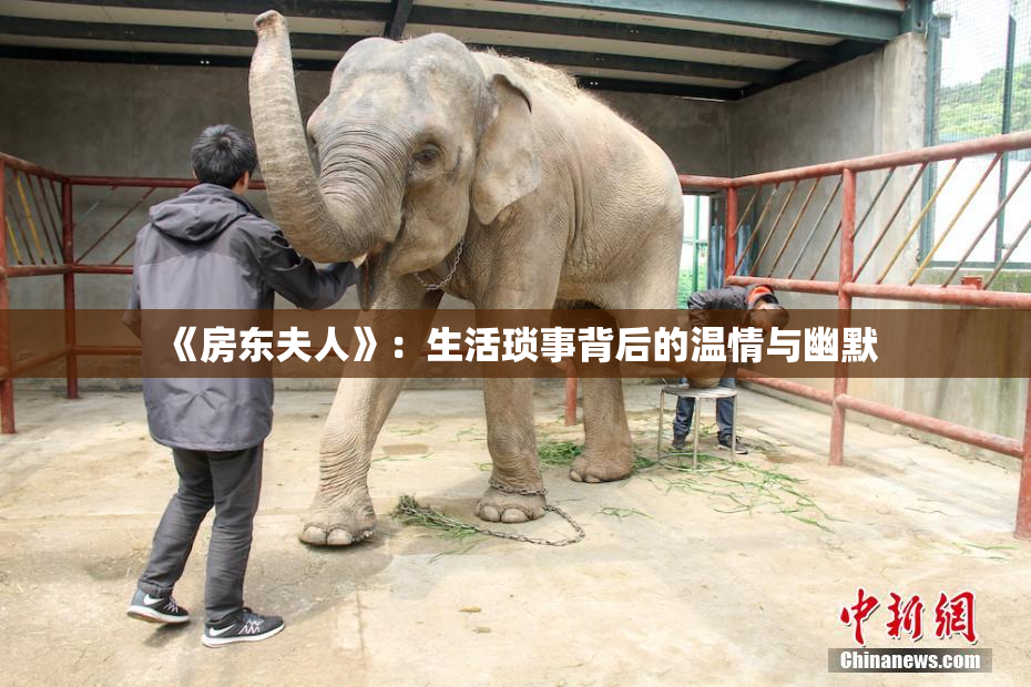 《房东夫人》：生活琐事背后的温情与幽默