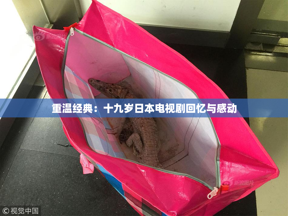 重温经典：十九岁日本电视剧回忆与感动