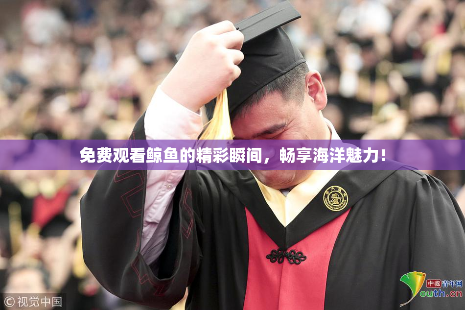 免费观看鲸鱼的精彩瞬间，畅享海洋魅力！
