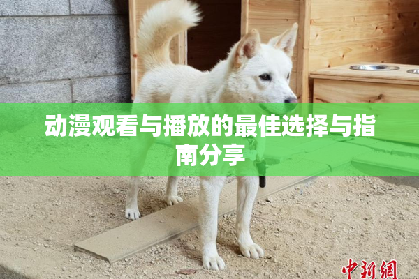 动漫观看与播放的最佳选择与指南分享