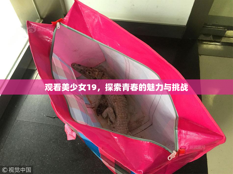 观看美少女19，探索青春的魅力与挑战