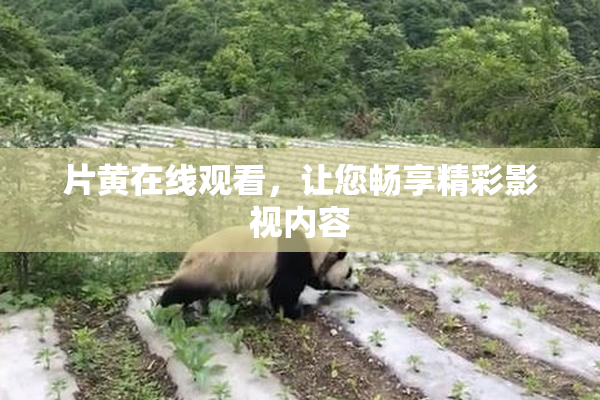 片黄在线观看，让您畅享精彩影视内容
