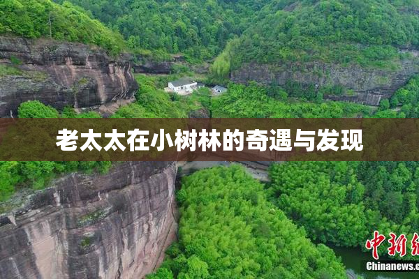 老太太在小树林的奇遇与发现