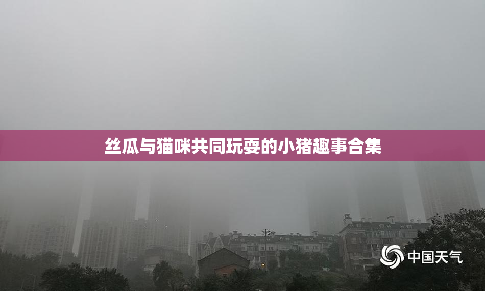丝瓜与猫咪共同玩耍的小猪趣事合集