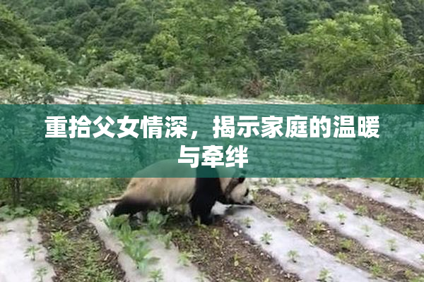 重拾父女情深，揭示家庭的温暖与牵绊