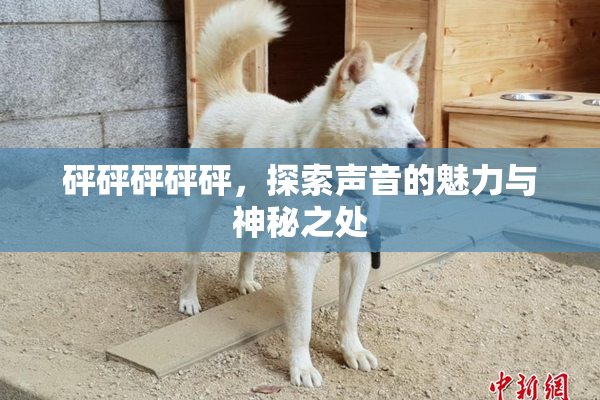 砰砰砰砰砰，探索声音的魅力与神秘之处