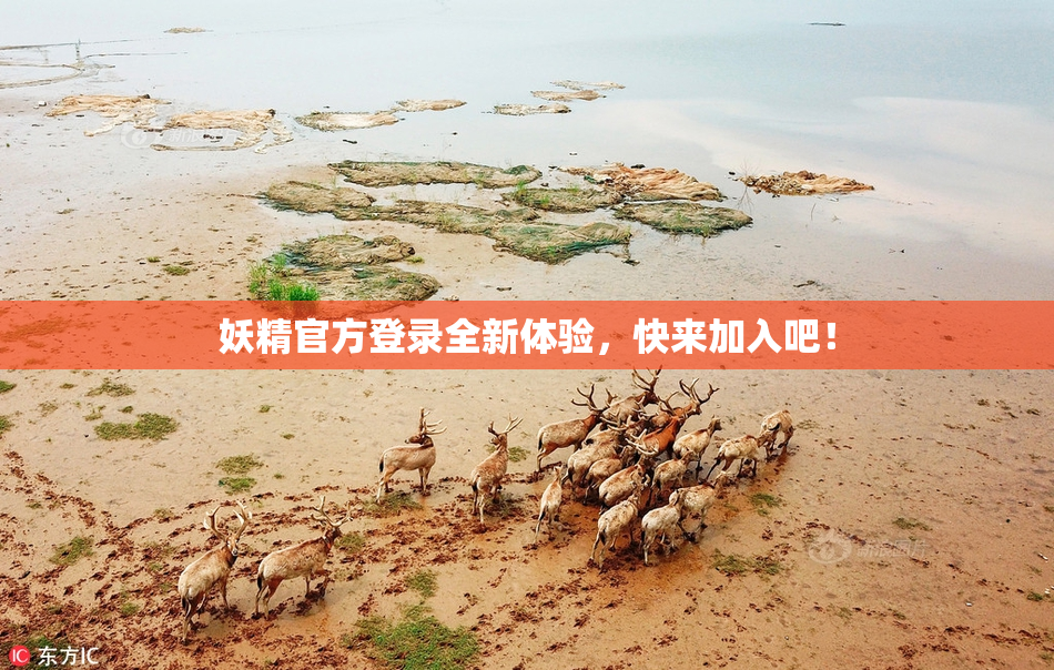 妖精官方登录全新体验，快来加入吧！