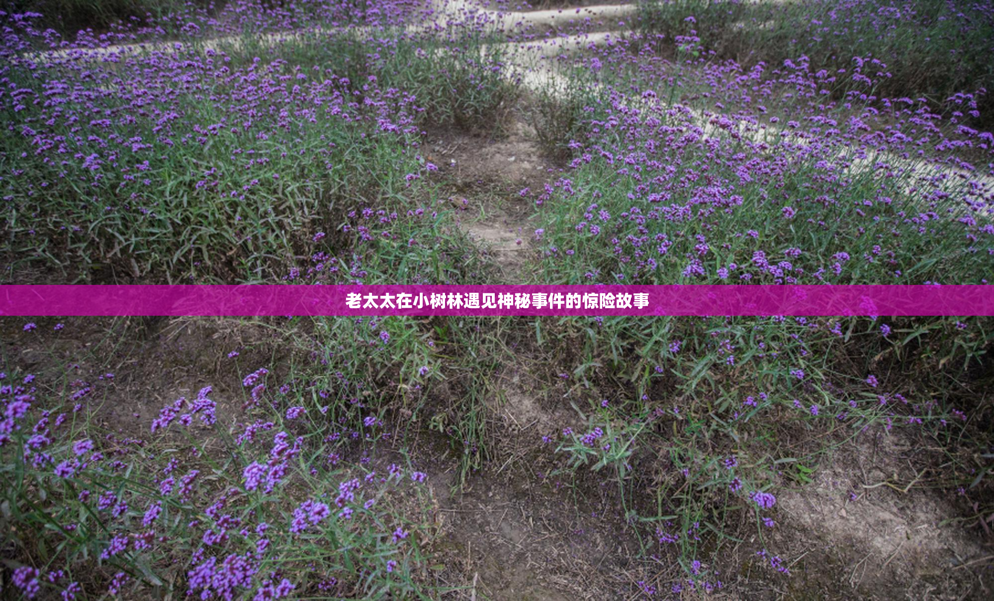 老太太在小树林遇见神秘事件的惊险故事