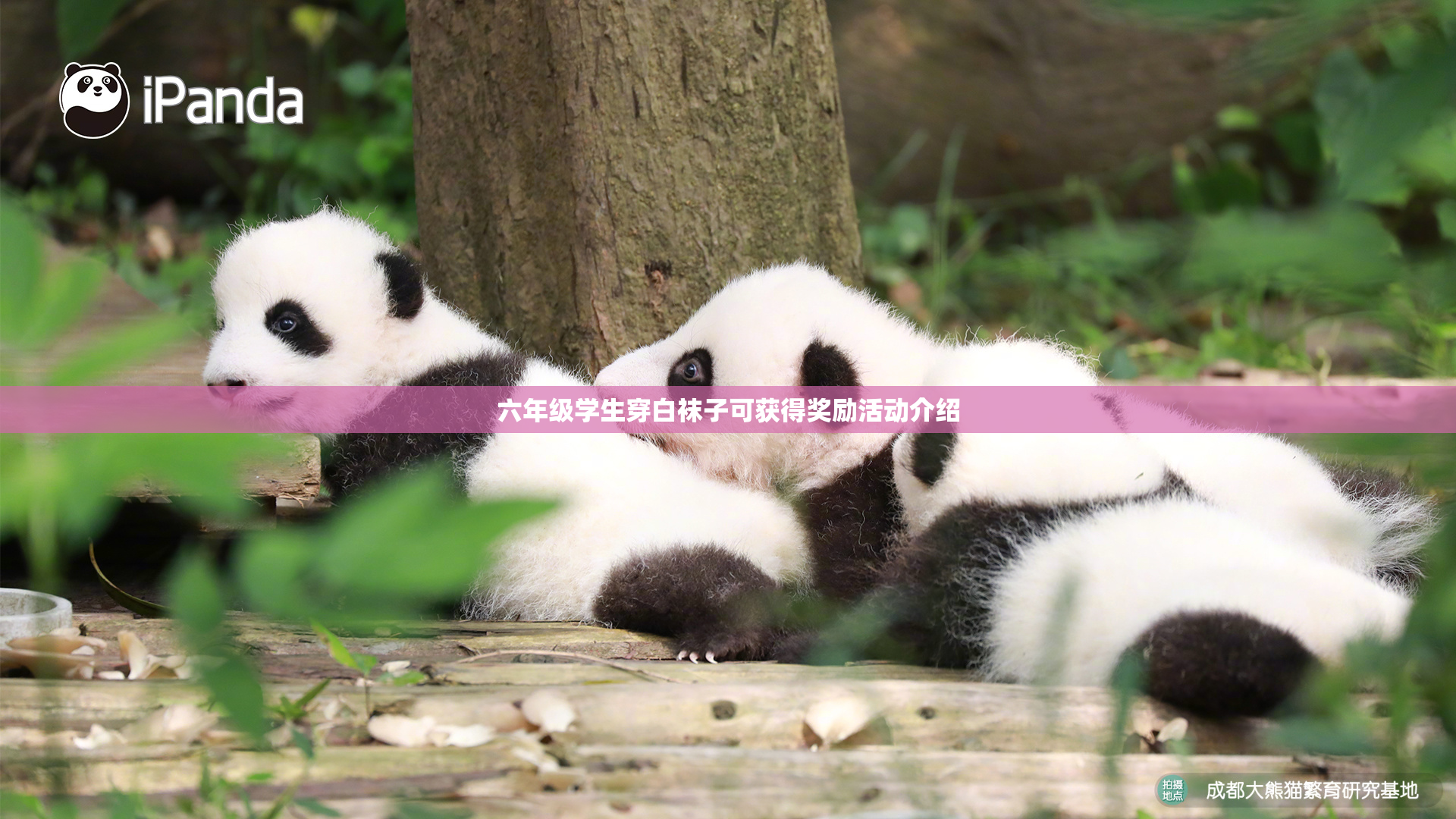 六年级学生穿白袜子可获得奖励活动介绍