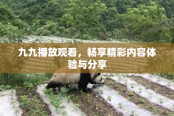 九九播放观看，畅享精彩内容体验与分享