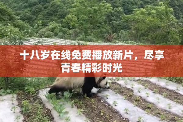 十八岁在线免费播放新片，尽享青春精彩时光