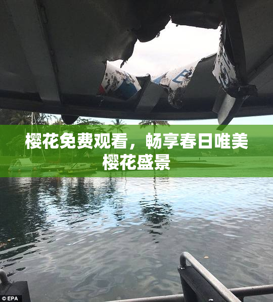 樱花免费观看，畅享春日唯美樱花盛景