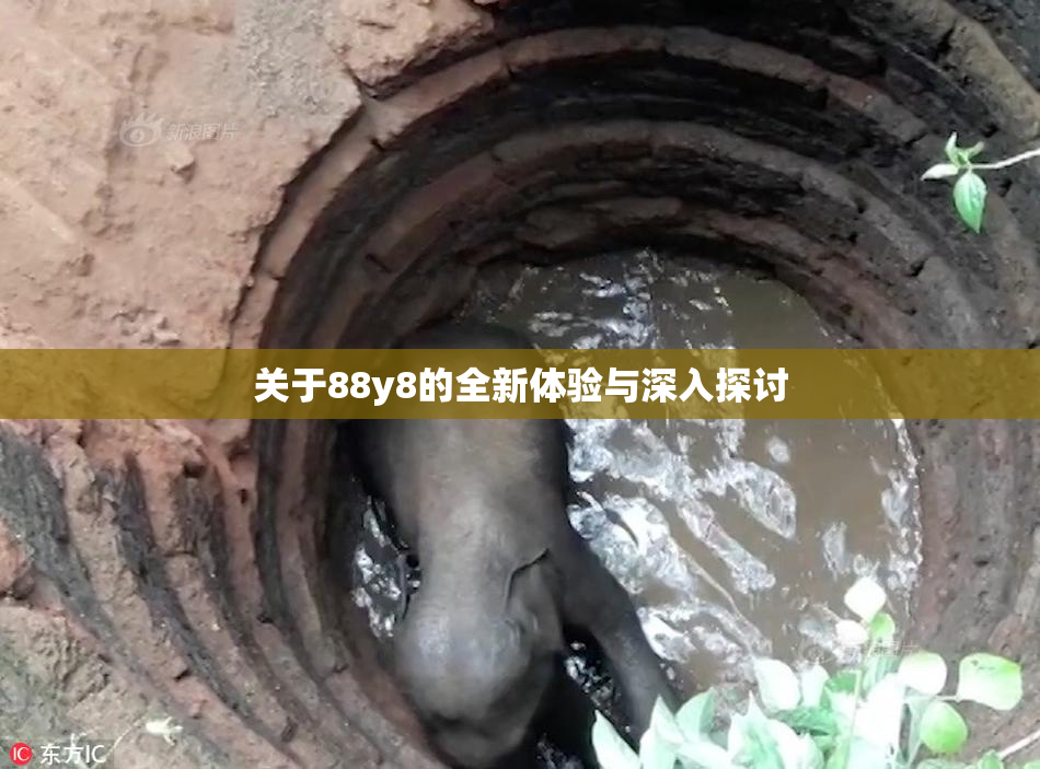 关于88y8的全新体验与深入探讨