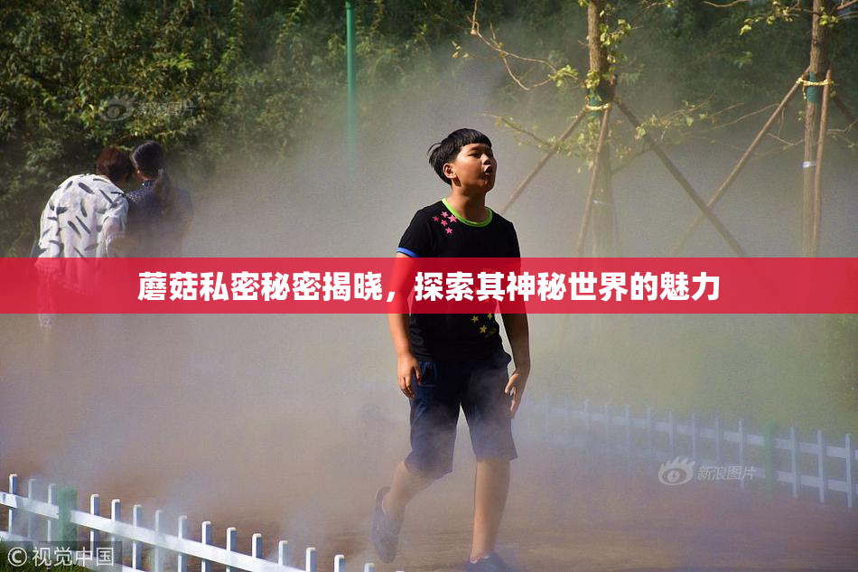 蘑菇私密秘密揭晓，探索其神秘世界的魅力