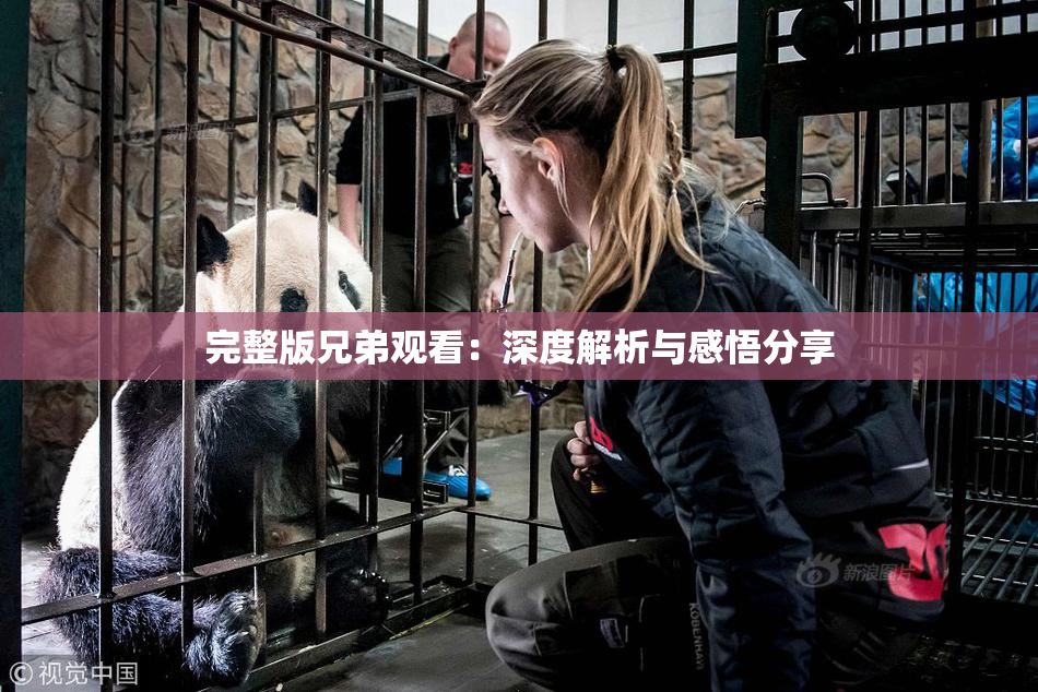 完整版兄弟观看：深度解析与感悟分享