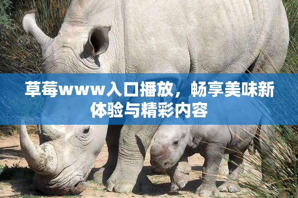 草莓www入口播放，畅享美味新体验与精彩内容