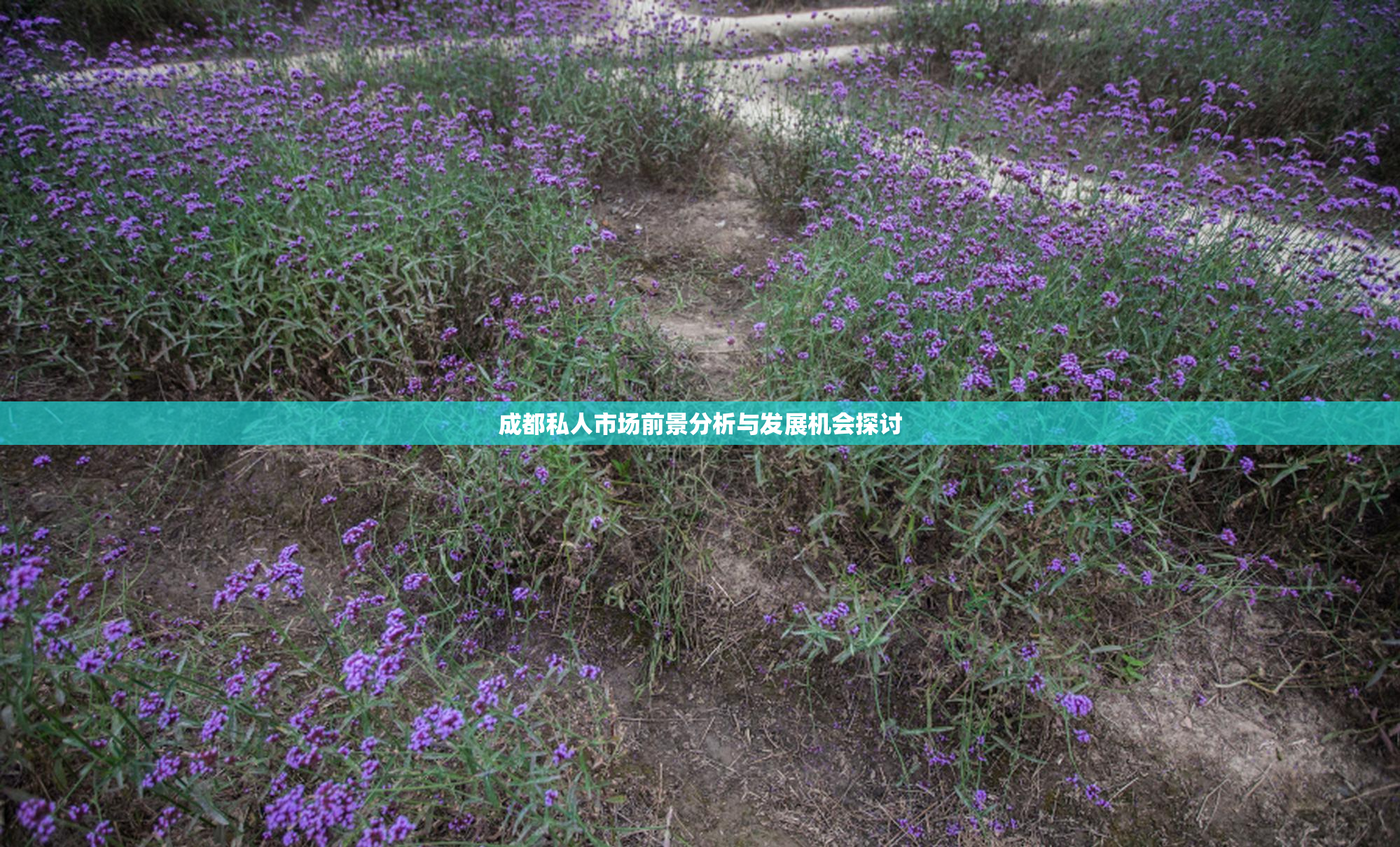 成都私人市场前景分析与发展机会探讨