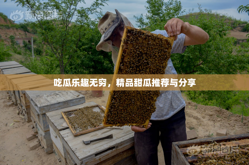 吃瓜乐趣无穷，精品甜瓜推荐与分享