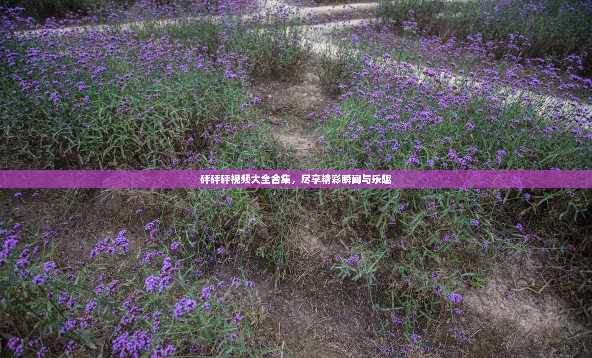 砰砰砰视频大全合集，尽享精彩瞬间与乐趣