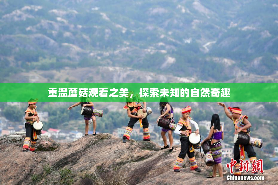 重温蘑菇观看之美，探索未知的自然奇趣