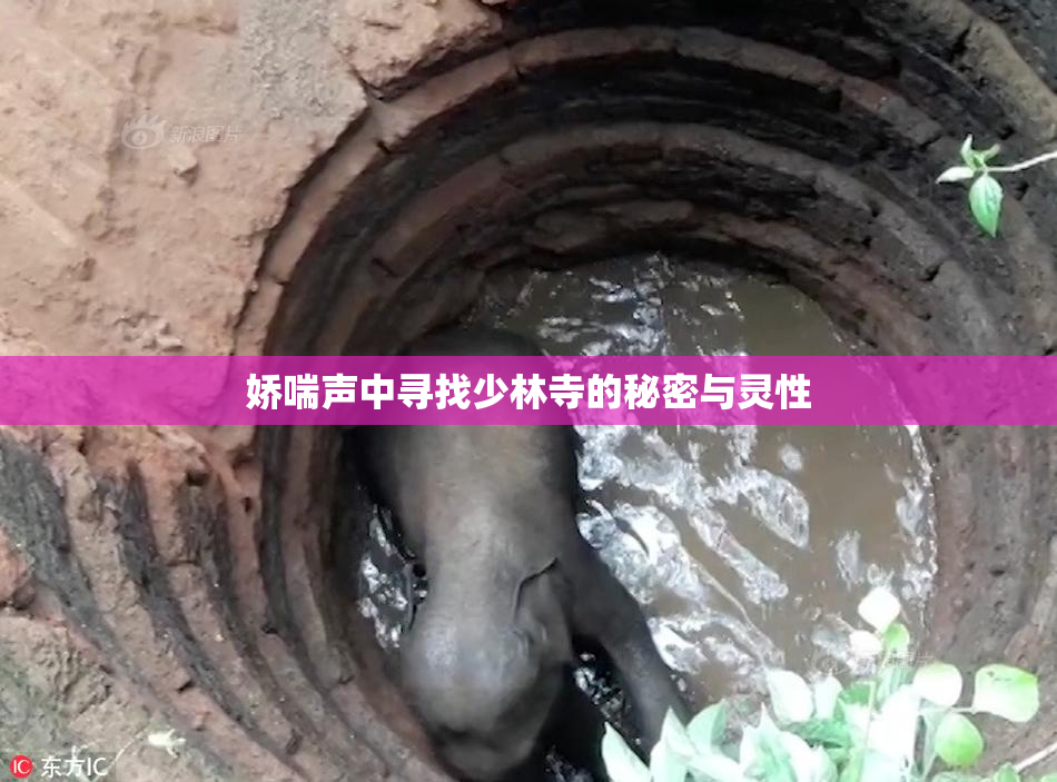 娇喘声中寻找少林寺的秘密与灵性