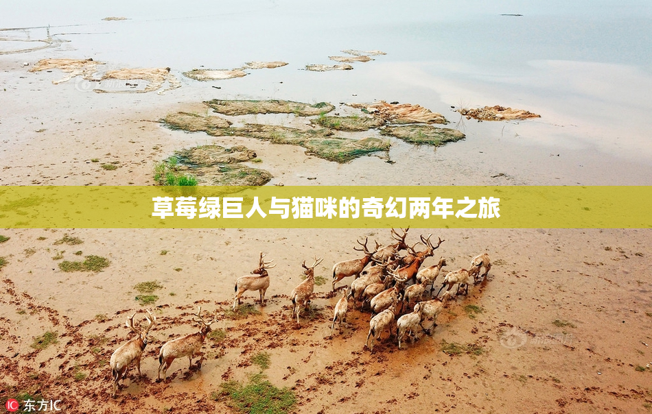 草莓绿巨人与猫咪的奇幻两年之旅
