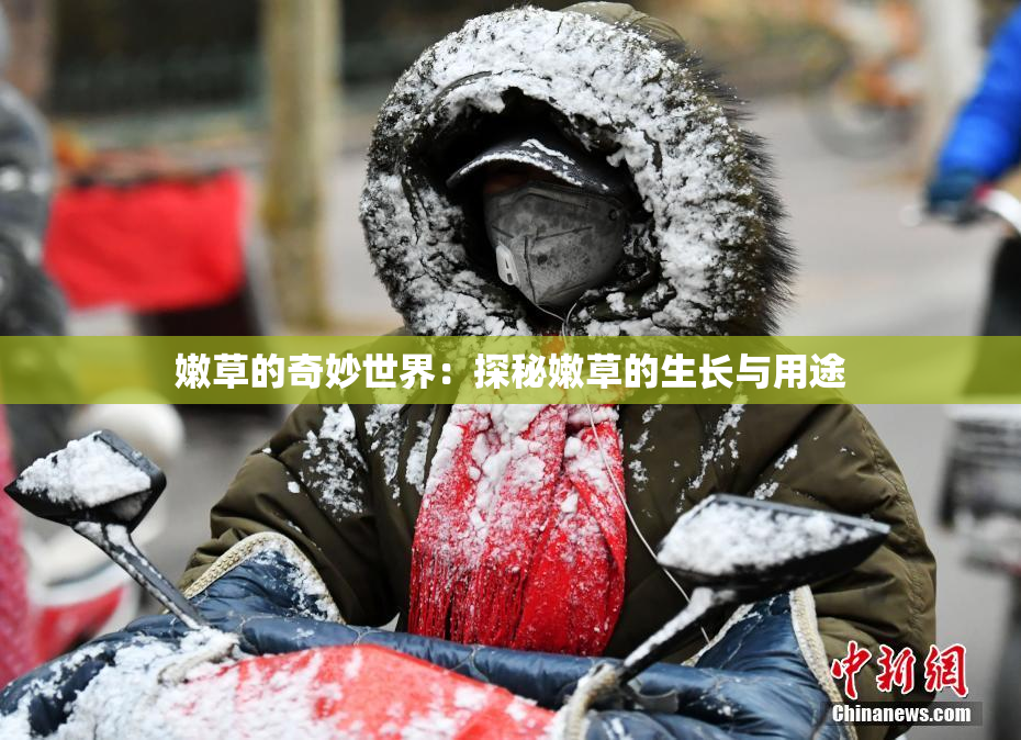 嫩草的奇妙世界：探秘嫩草的生长与用途