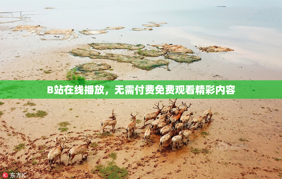 B站在线播放，无需付费免费观看精彩内容