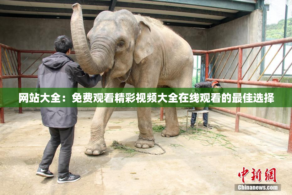 网站大全：免费观看精彩视频大全在线观看的最佳选择