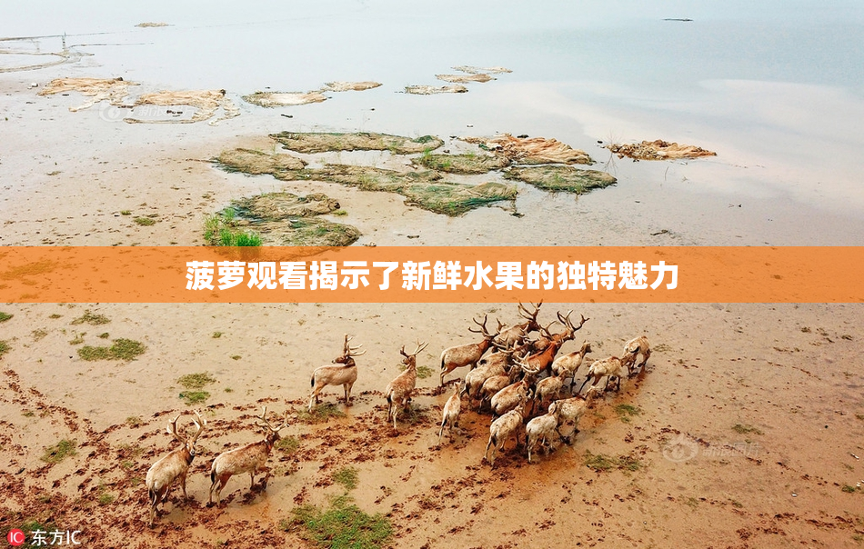 菠萝观看揭示了新鲜水果的独特魅力