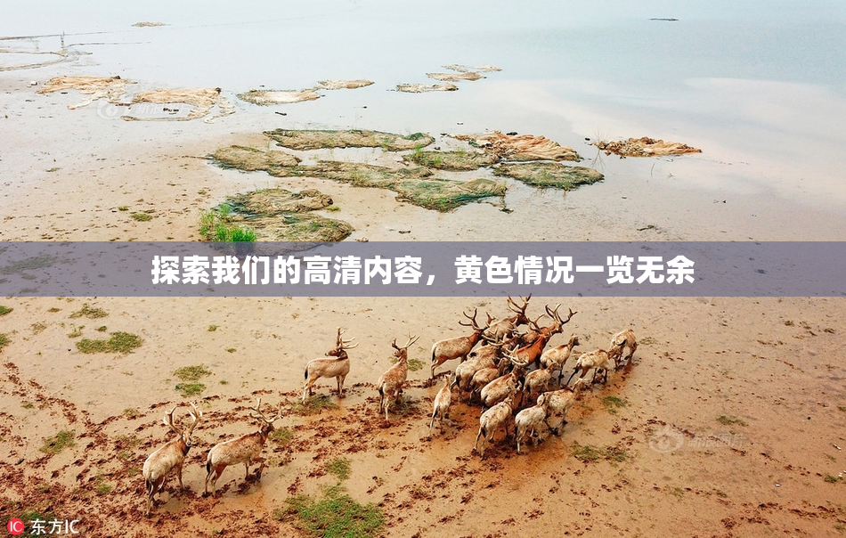 探索我们的高清内容，黄色情况一览无余
