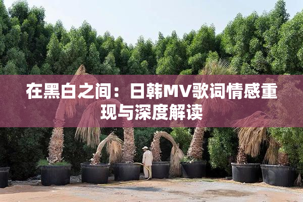 在黑白之间：日韩MV歌词情感重现与深度解读