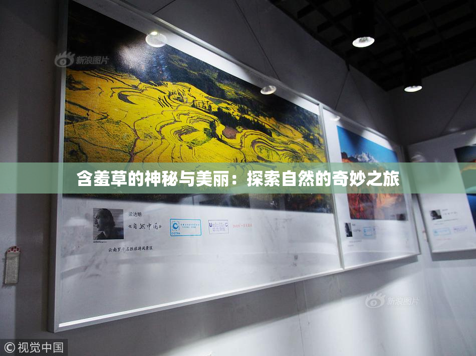含羞草的神秘与美丽：探索自然的奇妙之旅