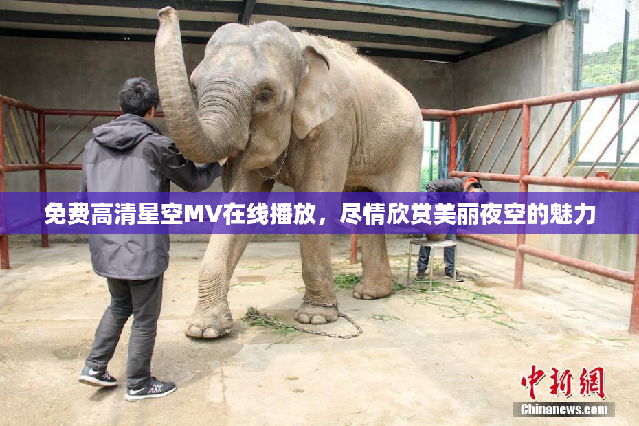 免费高清星空MV在线播放，尽情欣赏美丽夜空的魅力