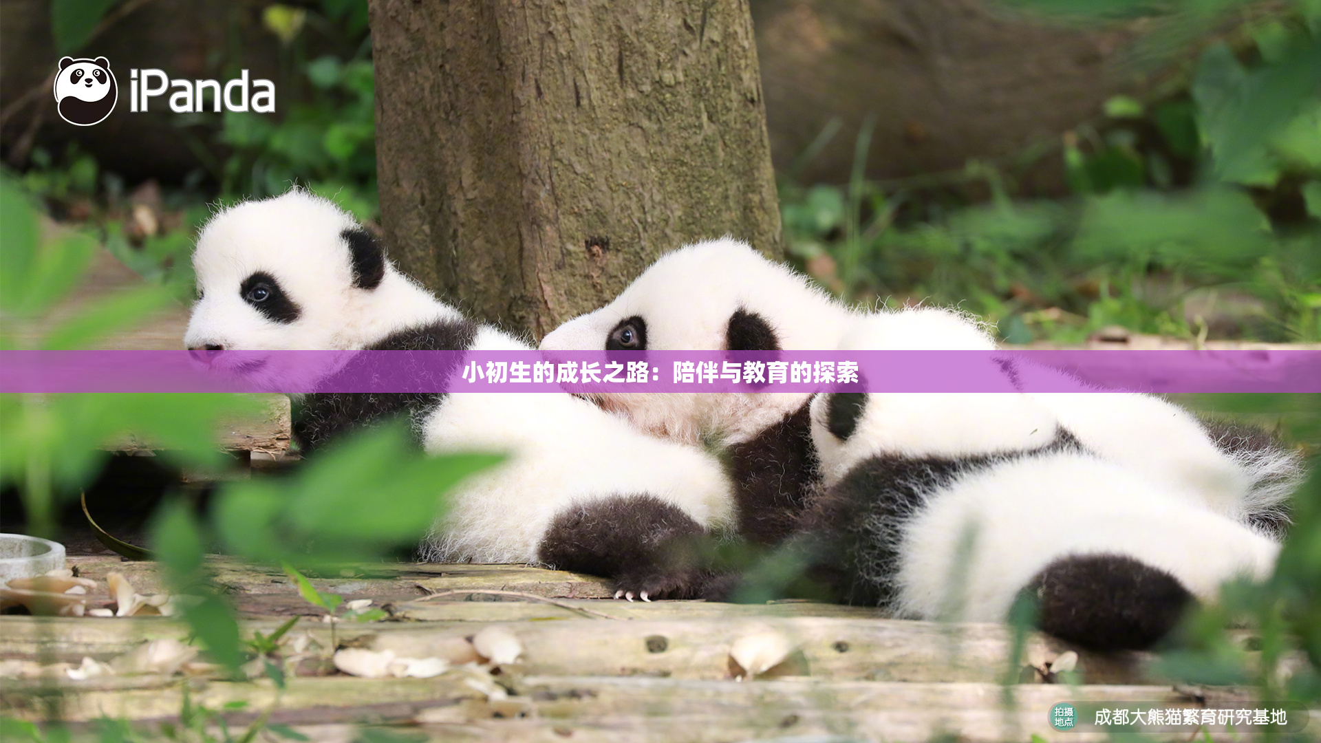 小初生的成长之路：陪伴与教育的探索