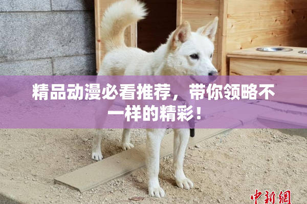 精品动漫必看推荐，带你领略不一样的精彩！