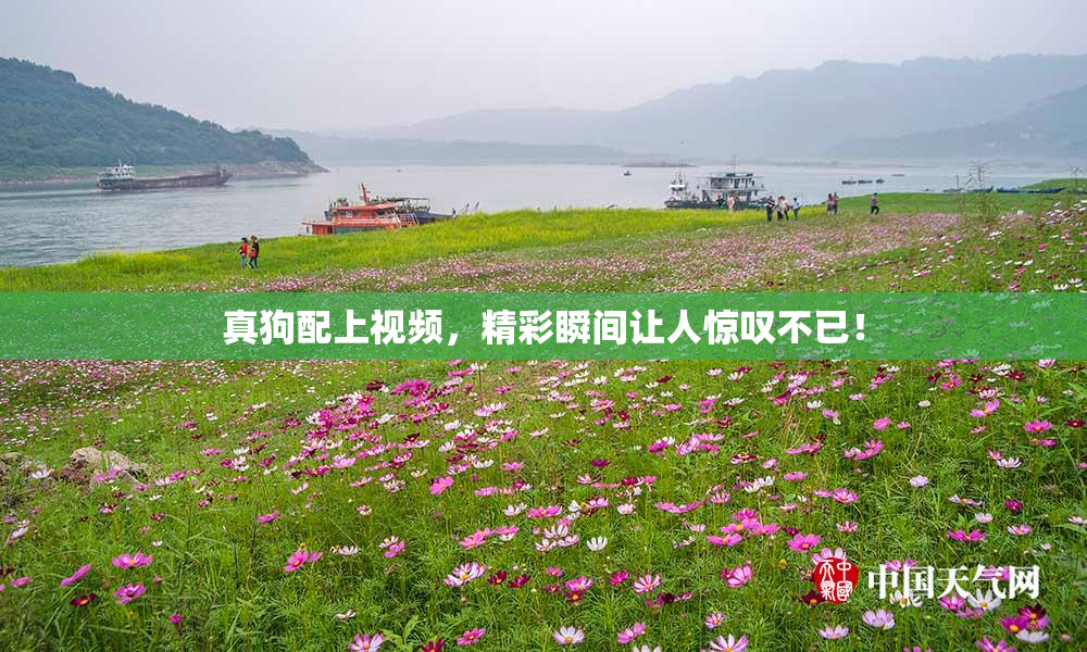 真狗配上视频，精彩瞬间让人惊叹不已！