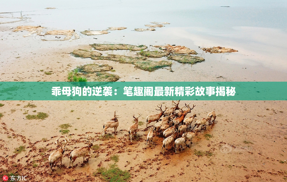 乖母狗的逆袭：笔趣阁最新精彩故事揭秘