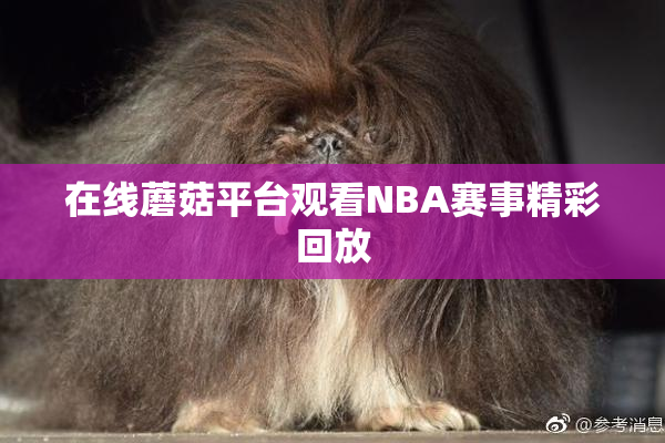 在线蘑菇平台观看NBA赛事精彩回放