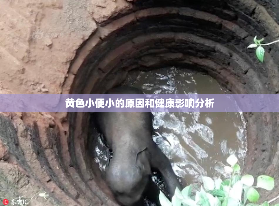 黄色小便小的原因和健康影响分析