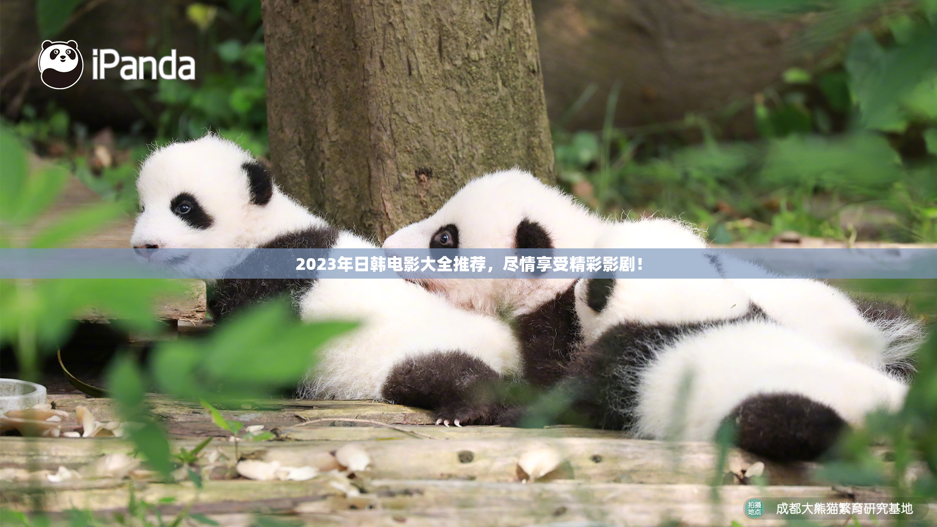 2023年日韩电影大全推荐，尽情享受精彩影剧！